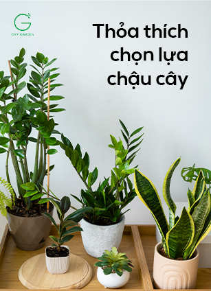 Chậu cây