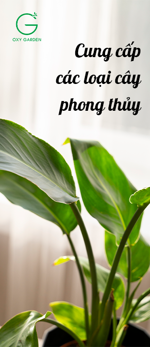 Sản phẩm mới