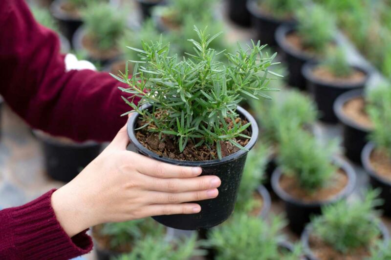 Hướng dẫn cách trồng và chăm sóc cây hương thảo sống bền và khỏe