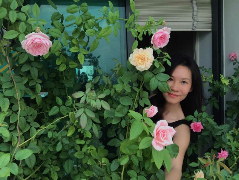 Hoa hồng ngoại Carey màu hồng size nhỏ ROSE